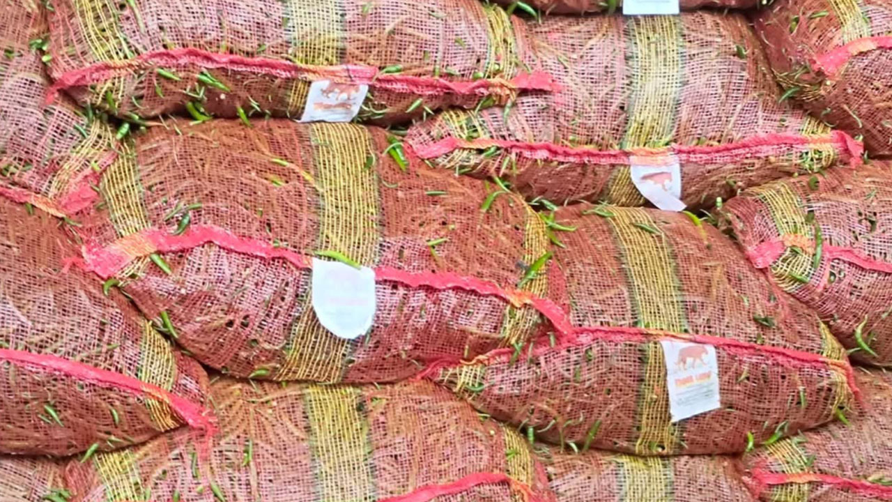 ভারত থেকে সোনামসজিদ বন্দর দিয়ে এলো ৮ টন কাঁচামরিচ